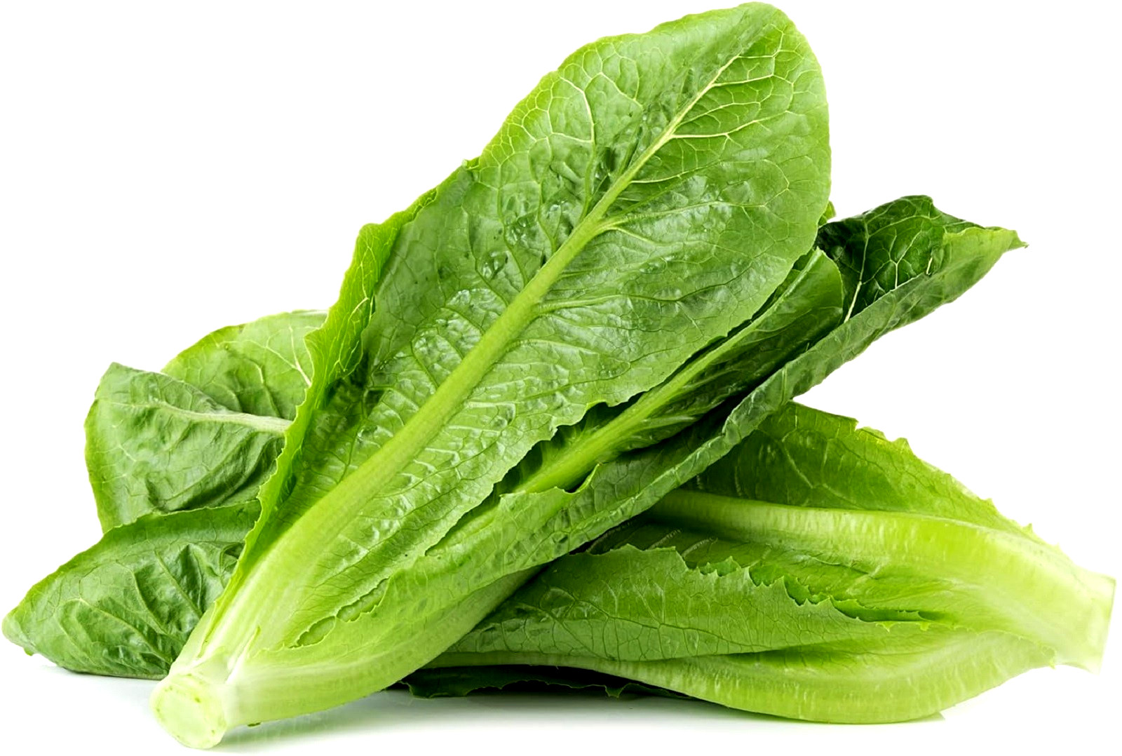 Parris Island Cos Lettuce Seeds 500+ SEEDS NON-GMO BUY 4 ITEMS FREE SHIPPING!!