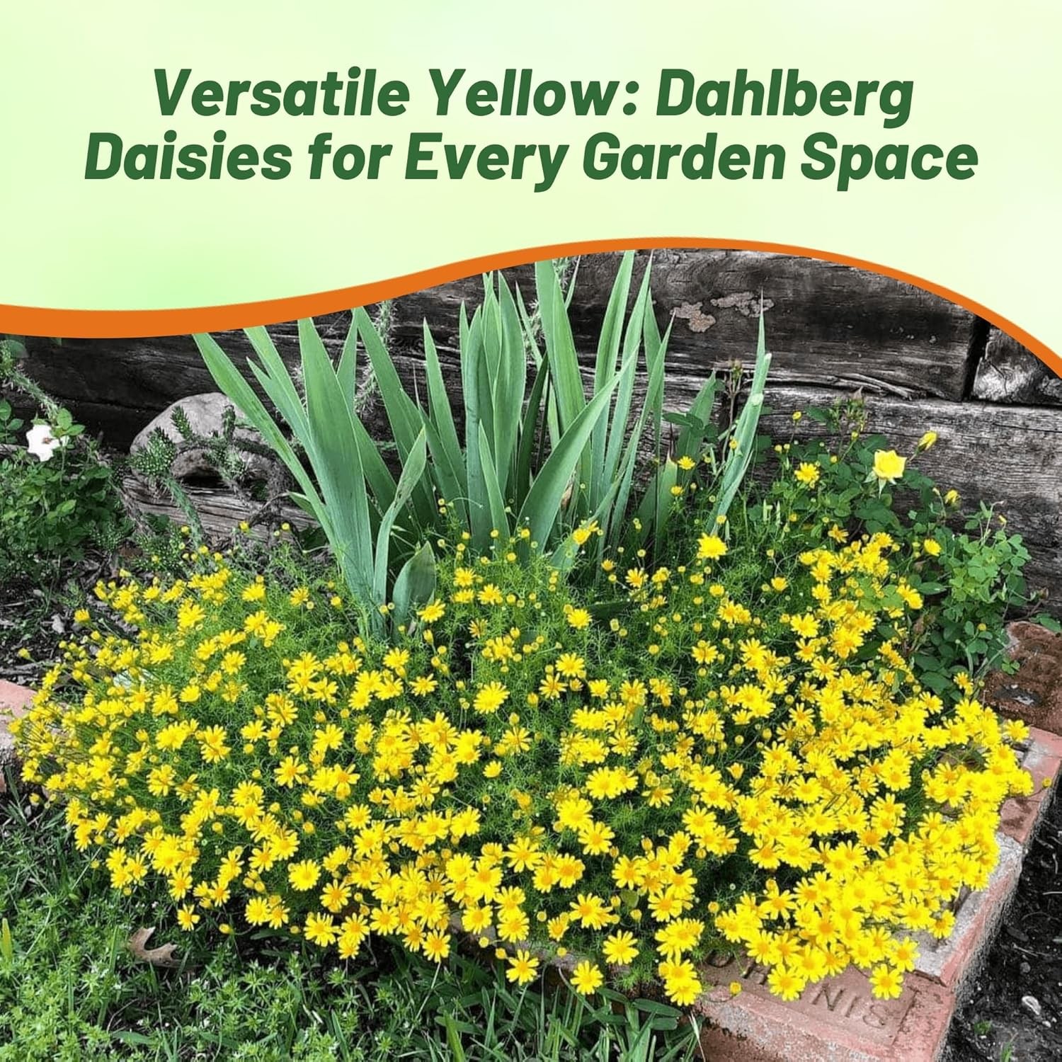 10000 Seeds Dahlberg Daisy Seeds – Thymophylla Tenuiloba Ground Cover Seed