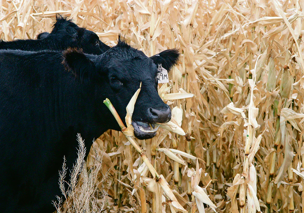 Reid’s Yellow Dent Corn Seeds – For 2025 Planting Open-Pollinated Yellow Flint