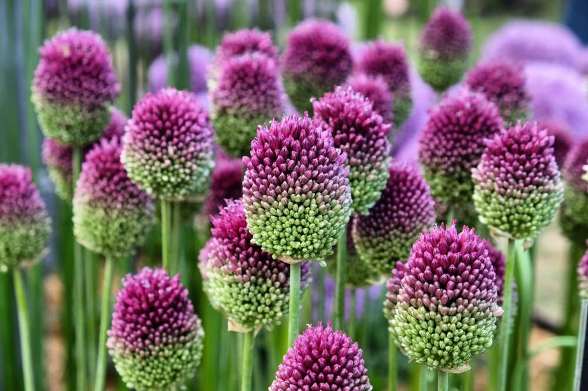 Drumstick Allium Bulbs – Easy to Grow Pennial Flowers, Deer Resistant (10 Bulbs)