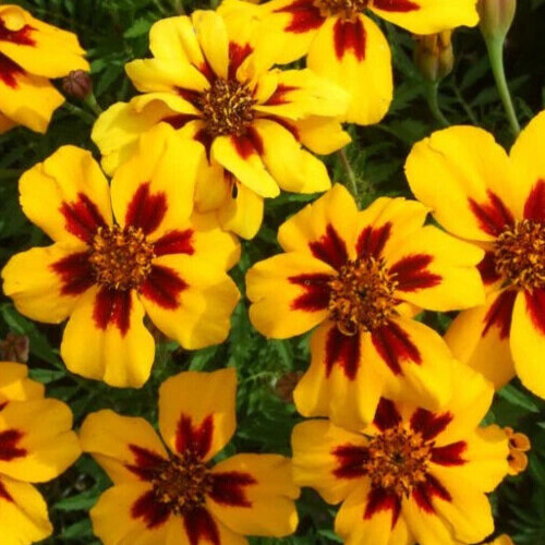 MARIGOLD SEEDS 100+ NAUGHTY MARIETTA FRENCH annual FLOWER garden TAGETES PATULA