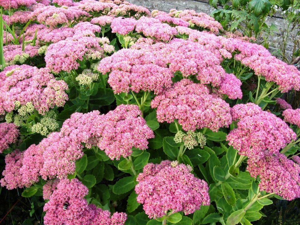 AUTUMN JOY STONECROP SEDUM Plants – NICE PINK – Perennial – 24 Plants