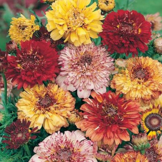Painted Daisy DUNETTI MIX Heirloom Chrysanthemum Perennial Non-GMO 100 Seeds!