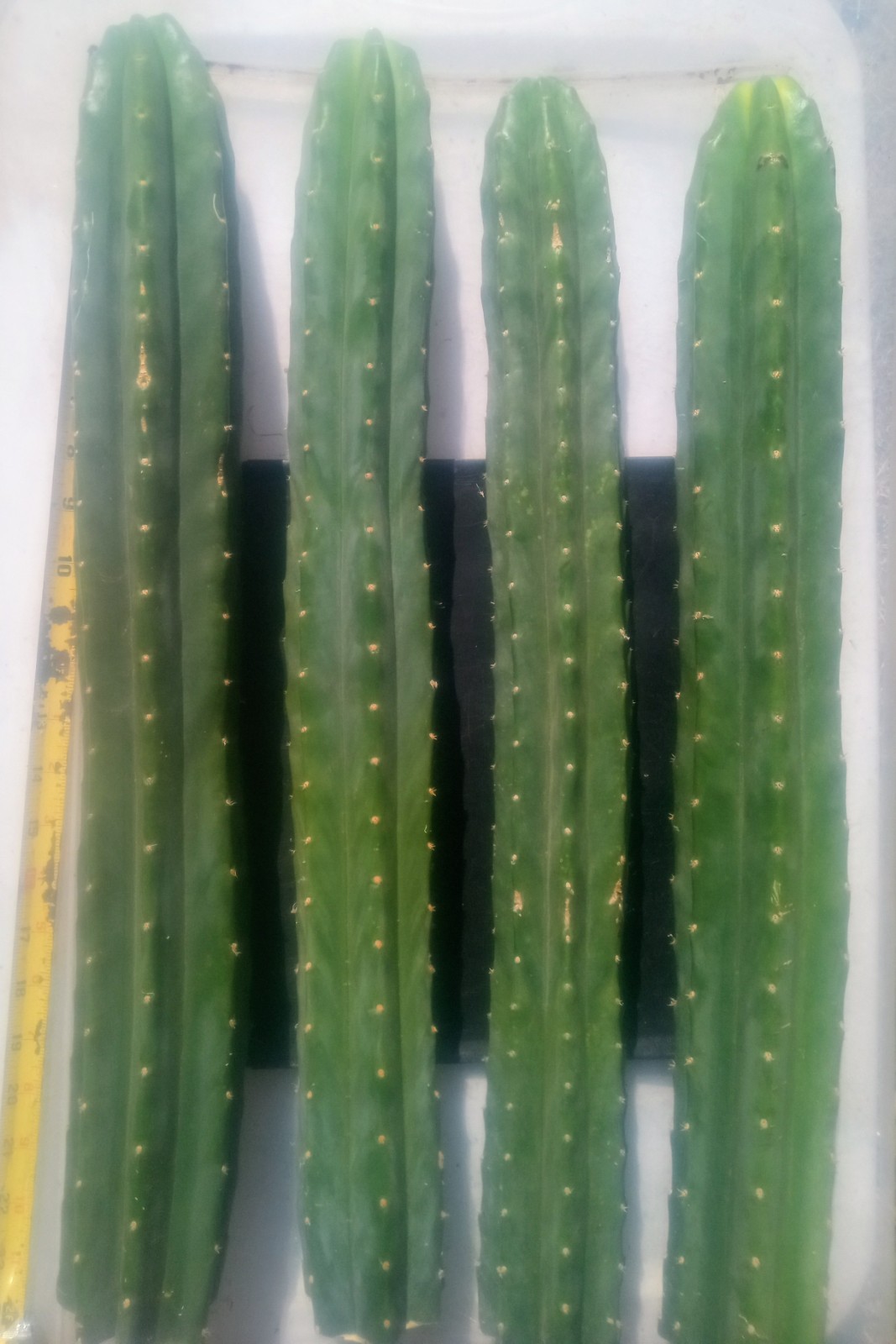 Echinopsis Cactus, 7.5 ft. of 🌵 Perfect for Grafting