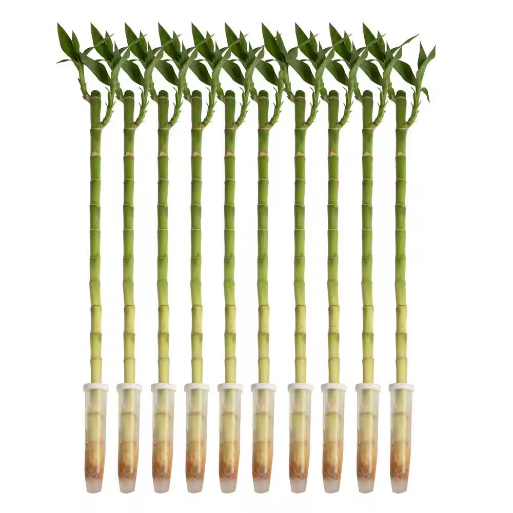 Lucky Bamboo Stalks Indoor Plant, Avg. Shipping Height 10 In. Tall, 10-Pk