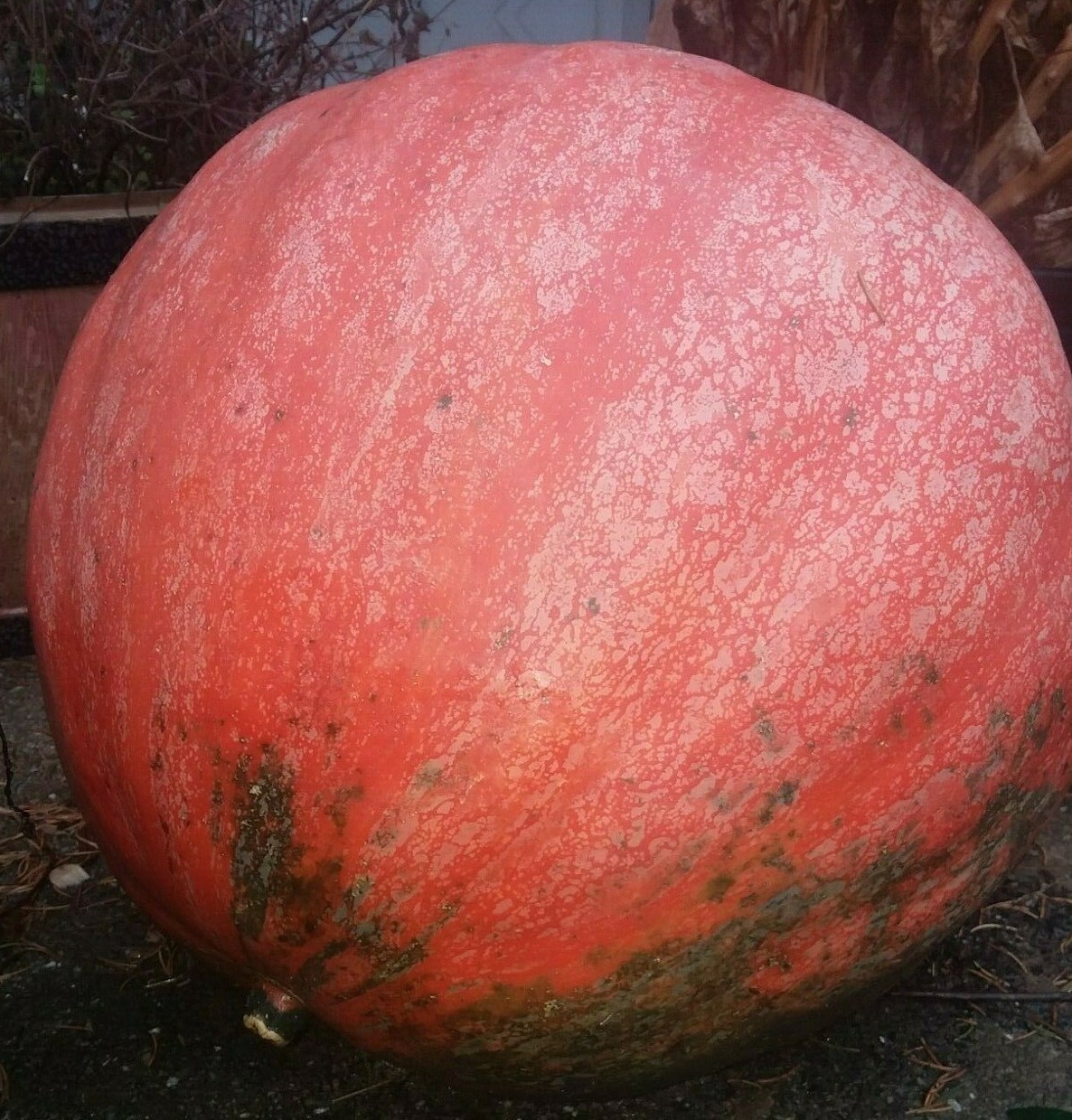 Dark Orange & Dark Green Dill’s Atlantic Giant Pumpkin Seeds! HUGE Pumpkins