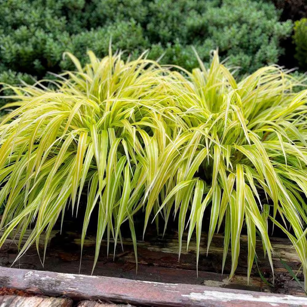 1 Gal. Lemon Zest Japanese Forest Grass – Bright Yellow-Green Ornamental Grass f