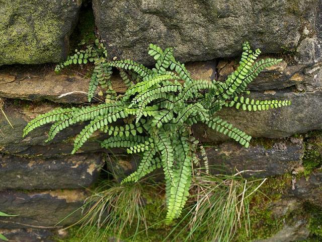 MAIDENHAIR SPLEENWORT fern 5 rhizomes Asplenium platyneuron