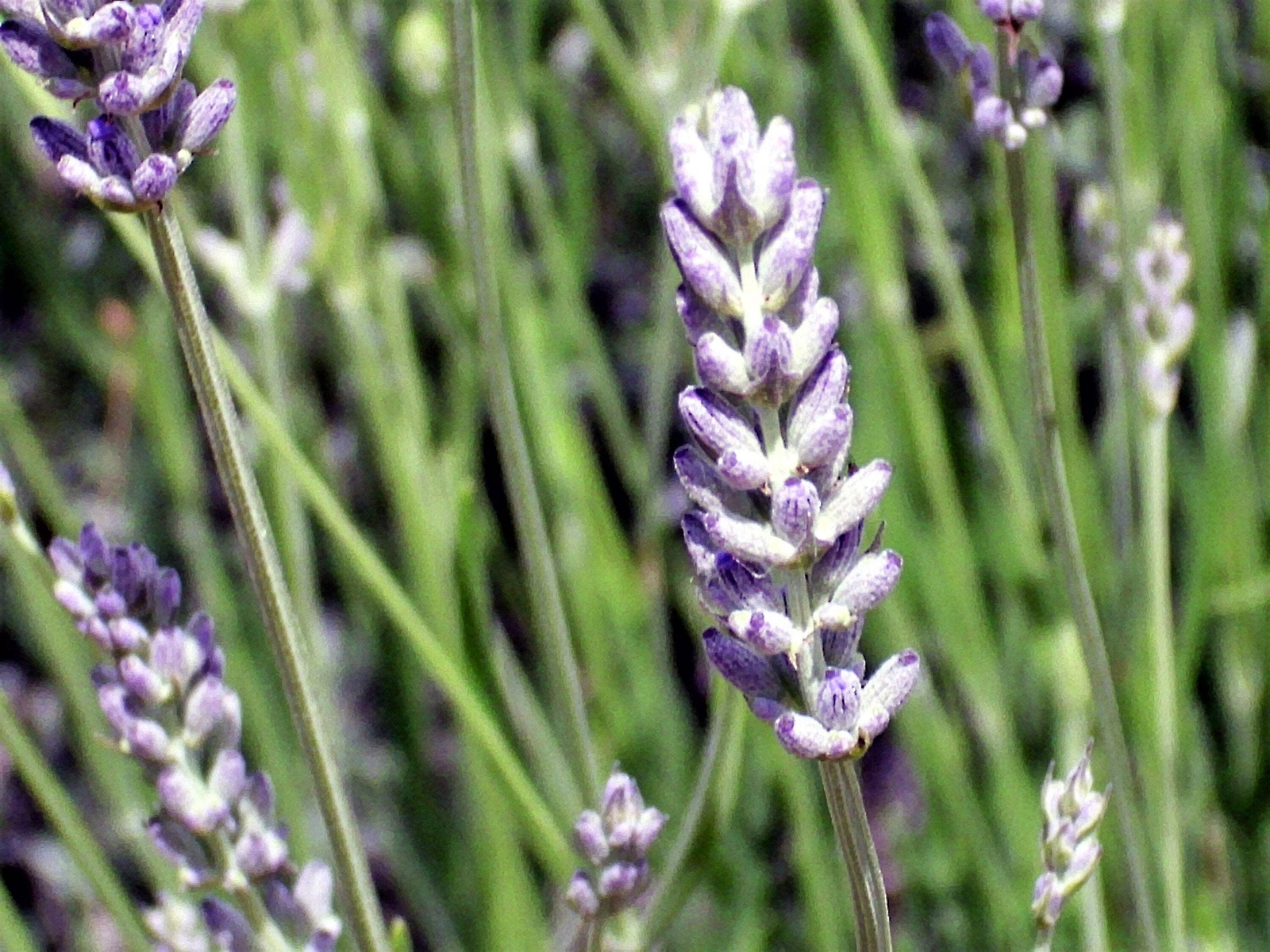 150 Portuguese SPIKE LAVENDER Lavandula Latifolia Blue Purple Flower Herb Seeds