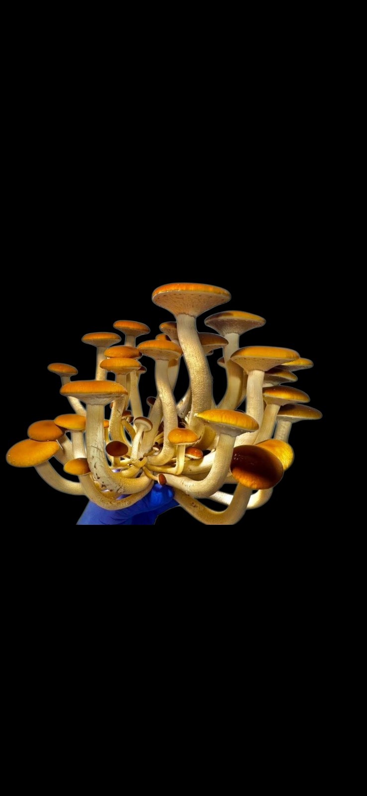 Ultimate 10 Mushroom Liquid Culture Variety Pack