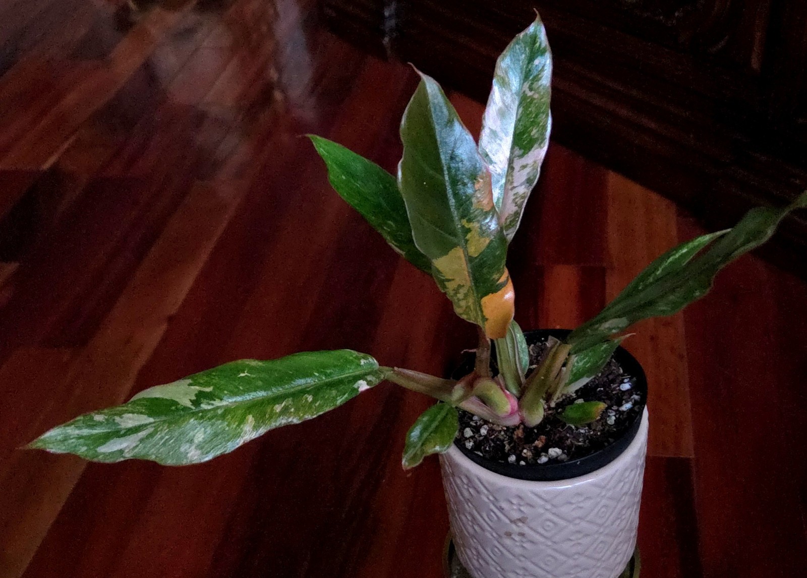 Rare Philodendron Variegated Pink Fire Tiger 11″ Tall Not Anthurium Monstera