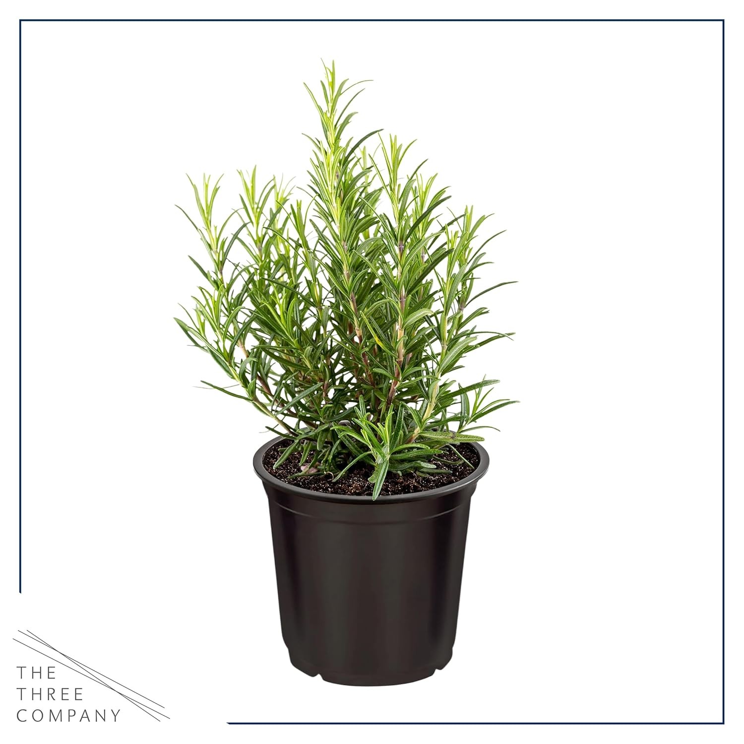 Rosemary Herb Seeds 6 Pack Fresh Edible Aromatic Plants For Sale Buy Rosemary
