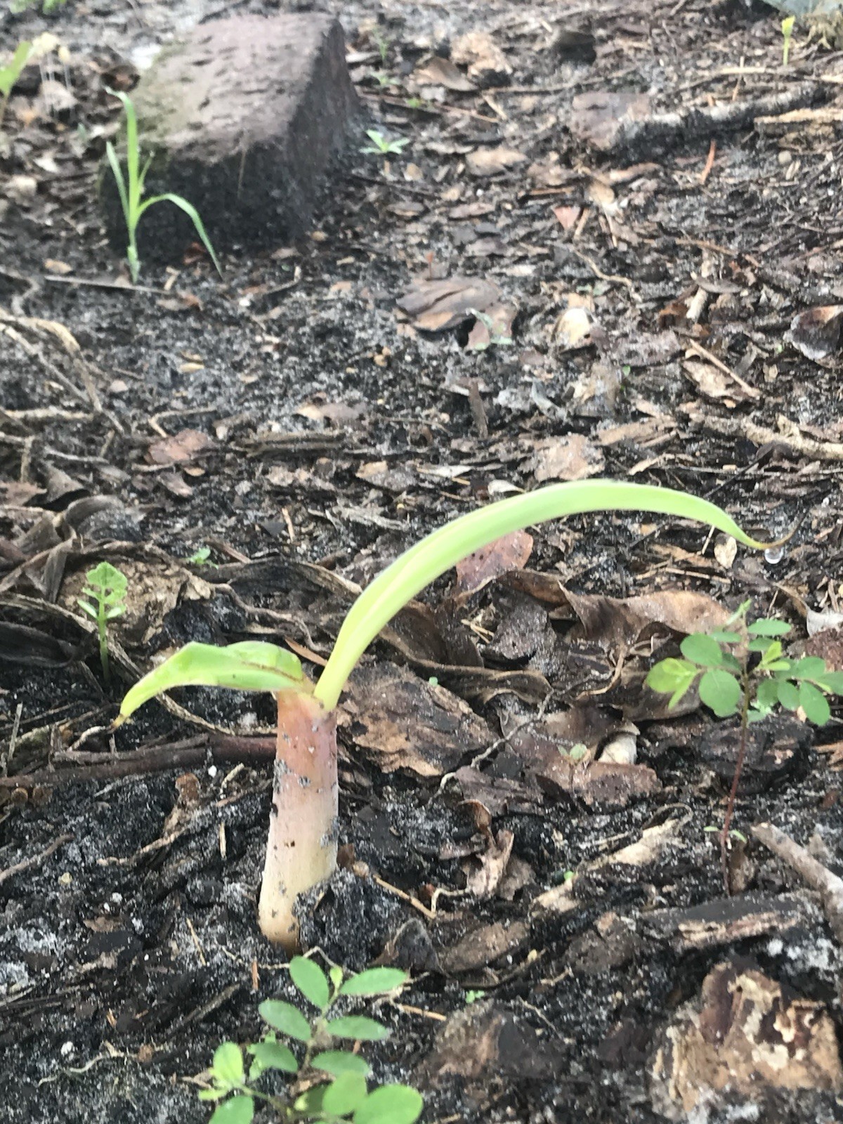 Live Burro Plantain Pups Potted Or with Rootball and Corm 10 Inch Tall Plant