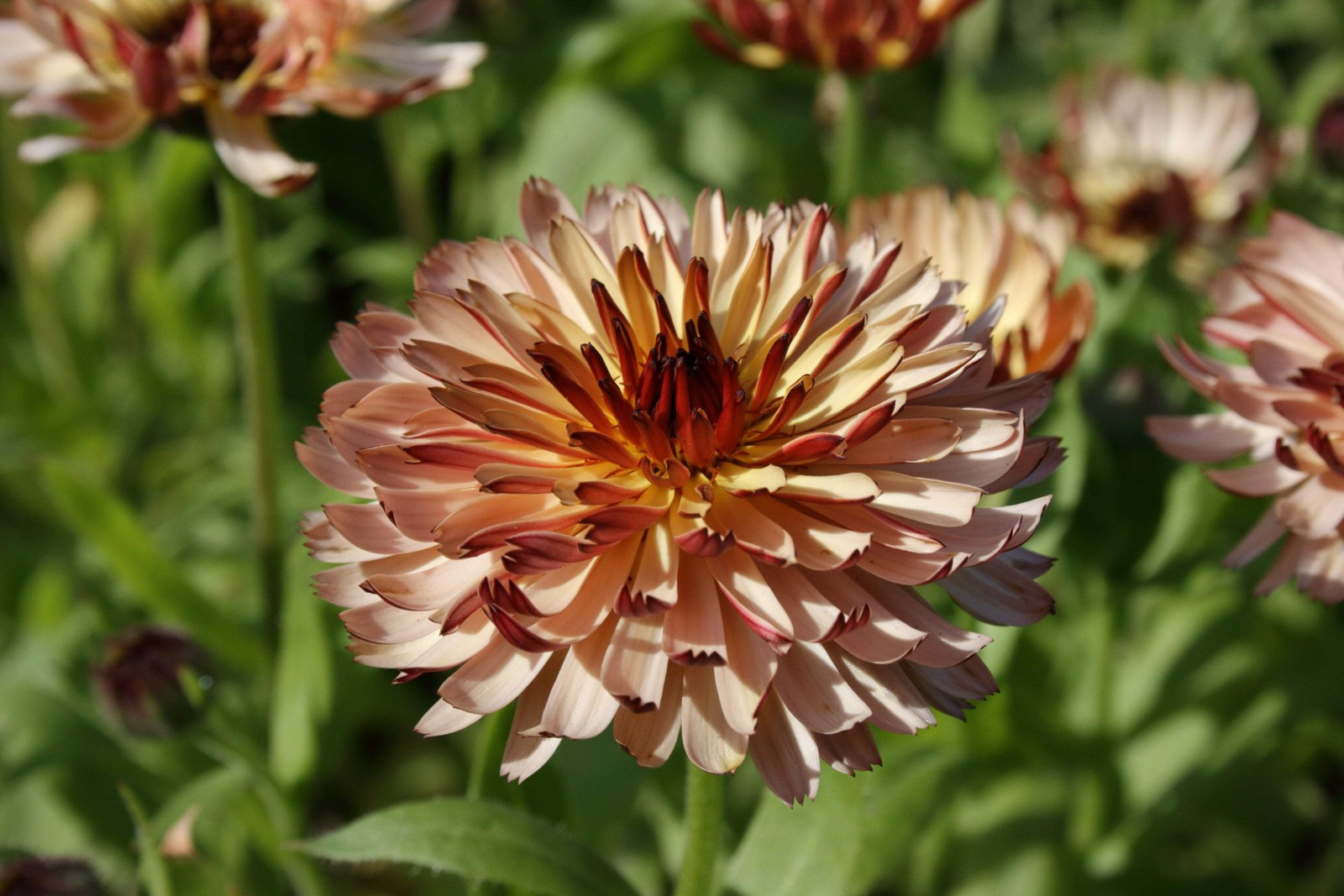 500 Mixed Colors FANCY MIX Pot MARIGOLD Calendula Officinalis Flower Seeds