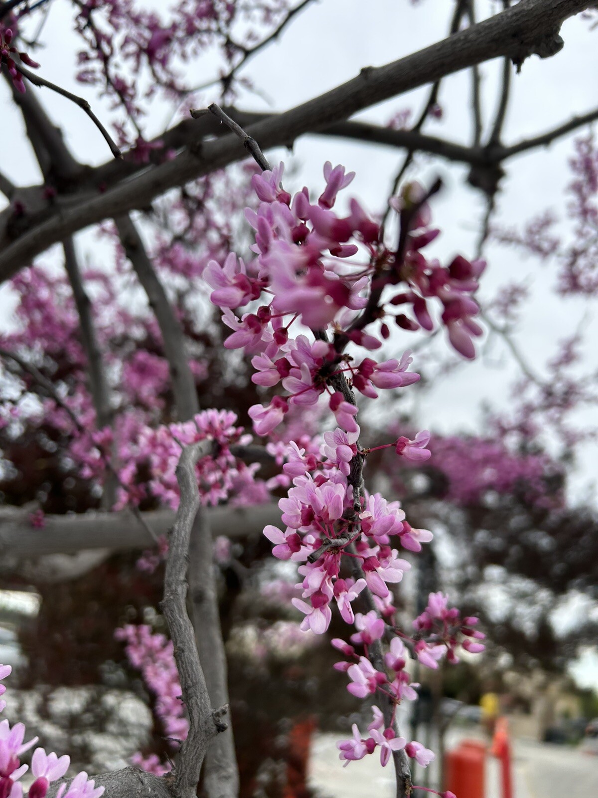 Eastern Redbud/ Cercis Canadensis, 25 seeds 2023 – USA seller