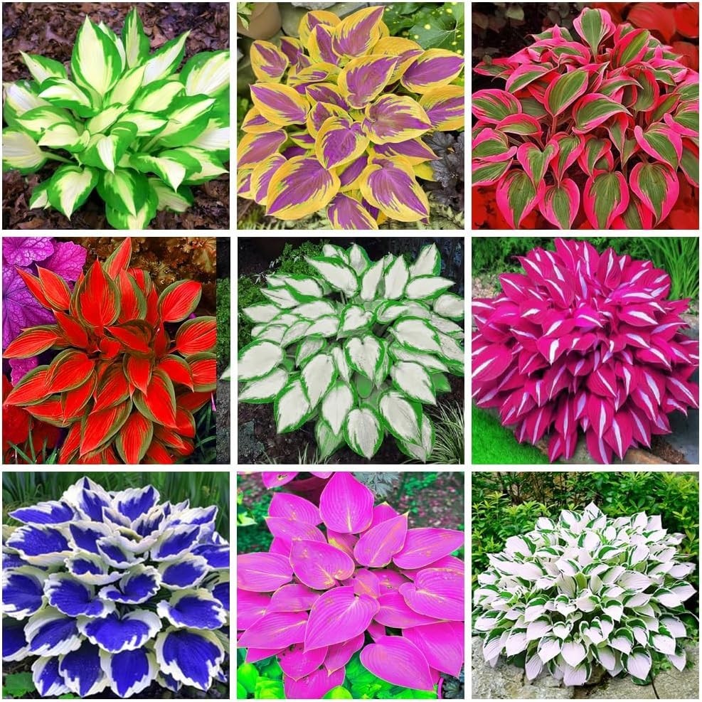 Hosta Seeds – 100+ Red White Hosta Plants Seeds for Planting Outdoor