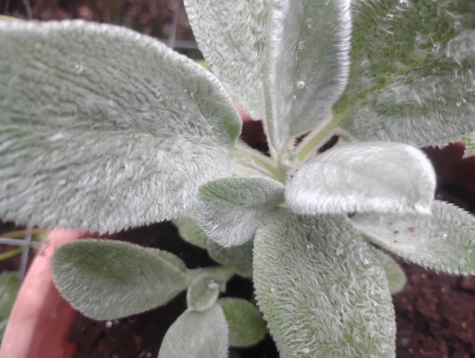 PERENNIAL LAMB’S EAR WELL ROOTED PLANT VERY EASY GROWER& MULTIPLES!