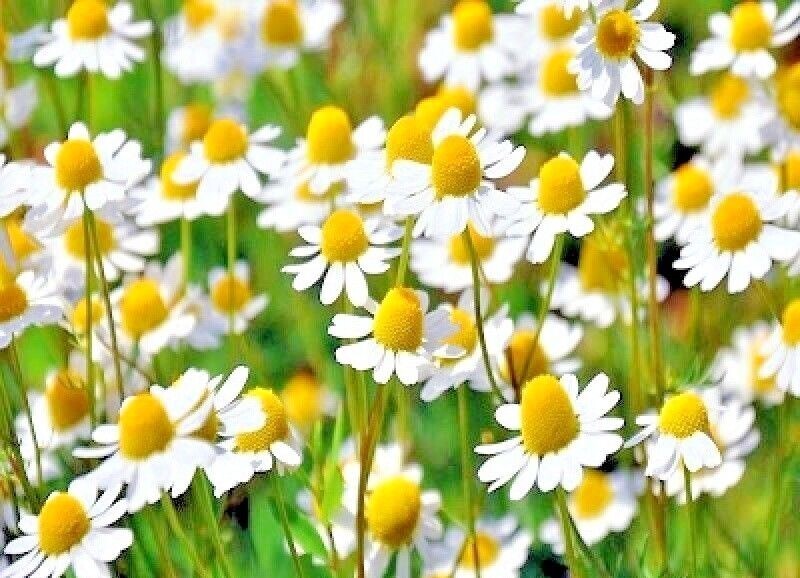 2000+Common German Chamomile Seeds Tea Chamomile Wild Chamomile Annual Herb USA