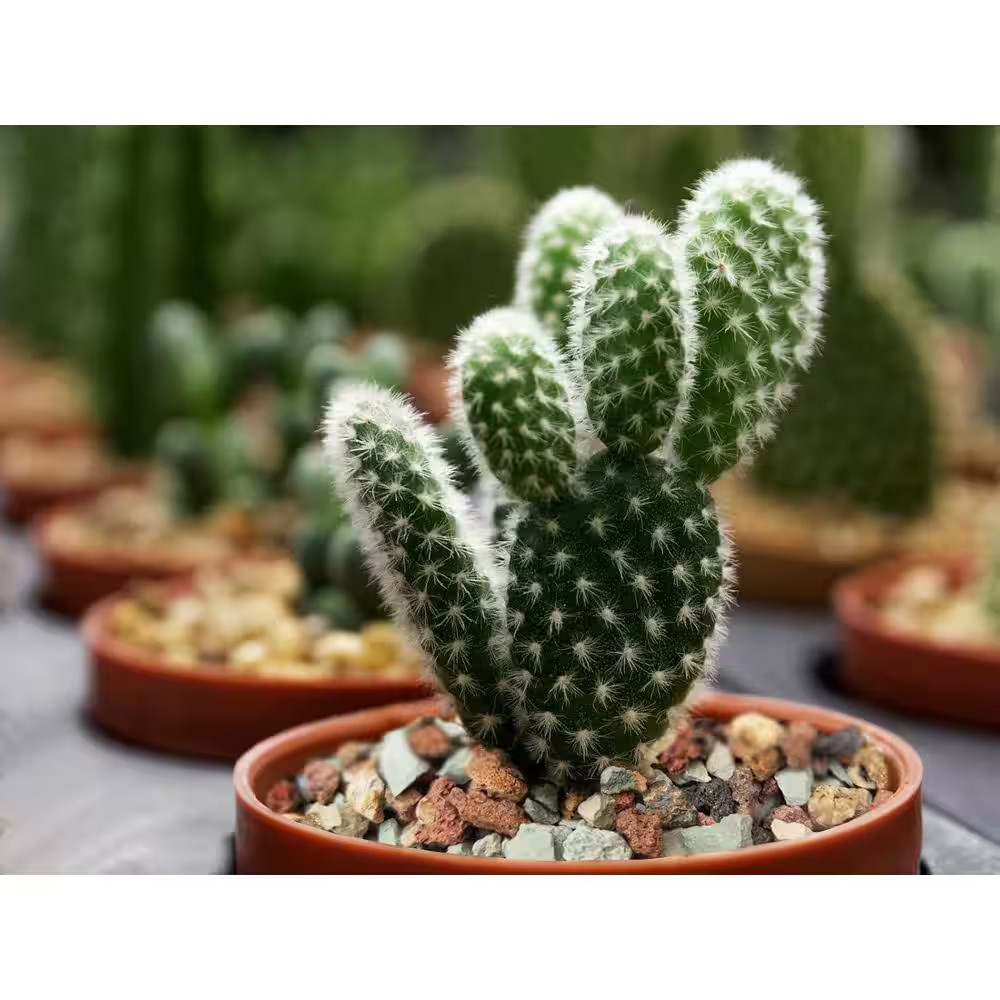 5 Lb. Succulent and Cactus Soil Gritty Mix Rocks Gravel for Terrarium Top Dressi