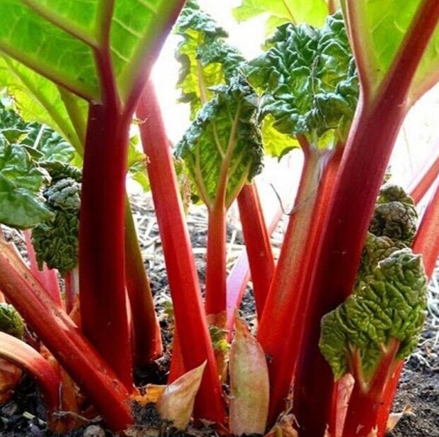 RHUBARB SEEDS 20+ “Victoria” perennial VEGETABLE garden FREE USA SHIPPING