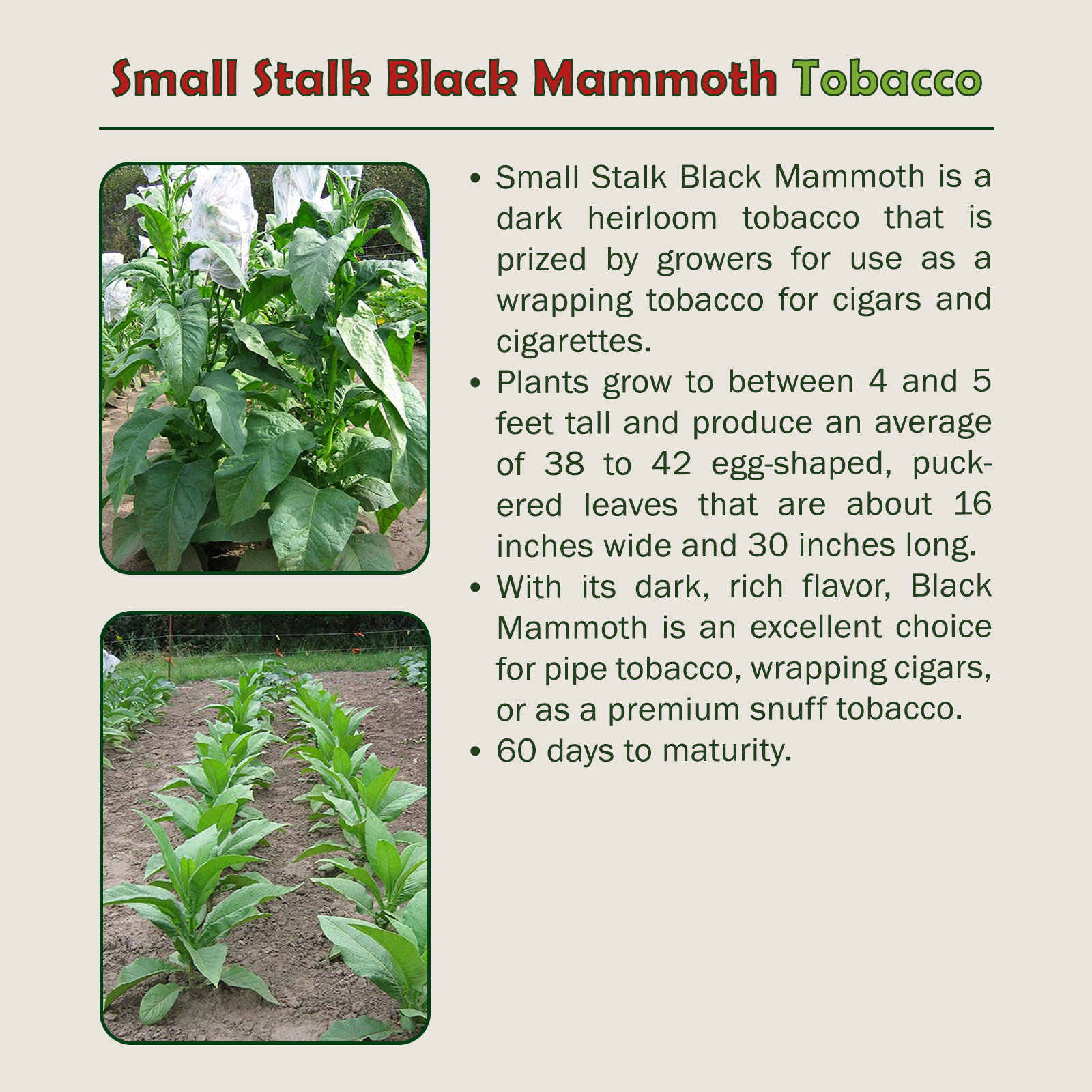 1000 Small Stalk Black Mammoth Tobacco Seeds, Heirloom, Non-GMO, Genuine USA