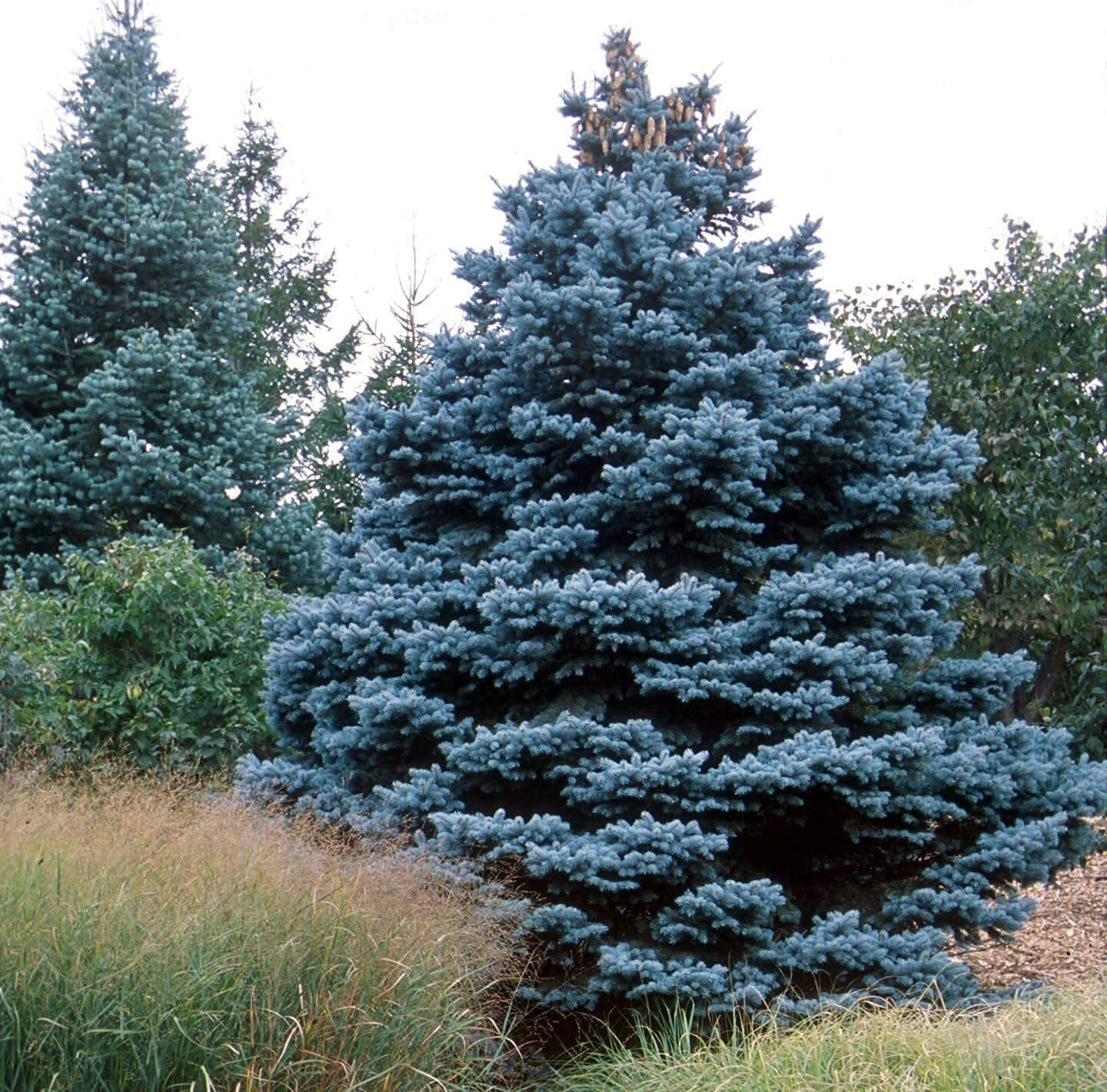 30 Blue Spruce Seeds for Planting Colorado Blue Spruce Picea Pungens Glauca