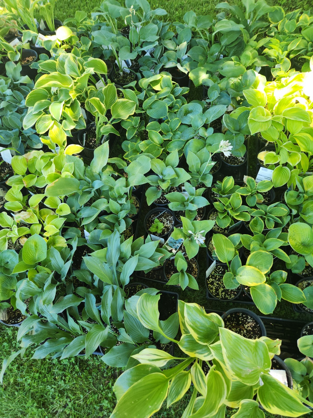 HOSTAS – Several Varieties, Healthy Live Plants, Bare Root, Large & Extra Large