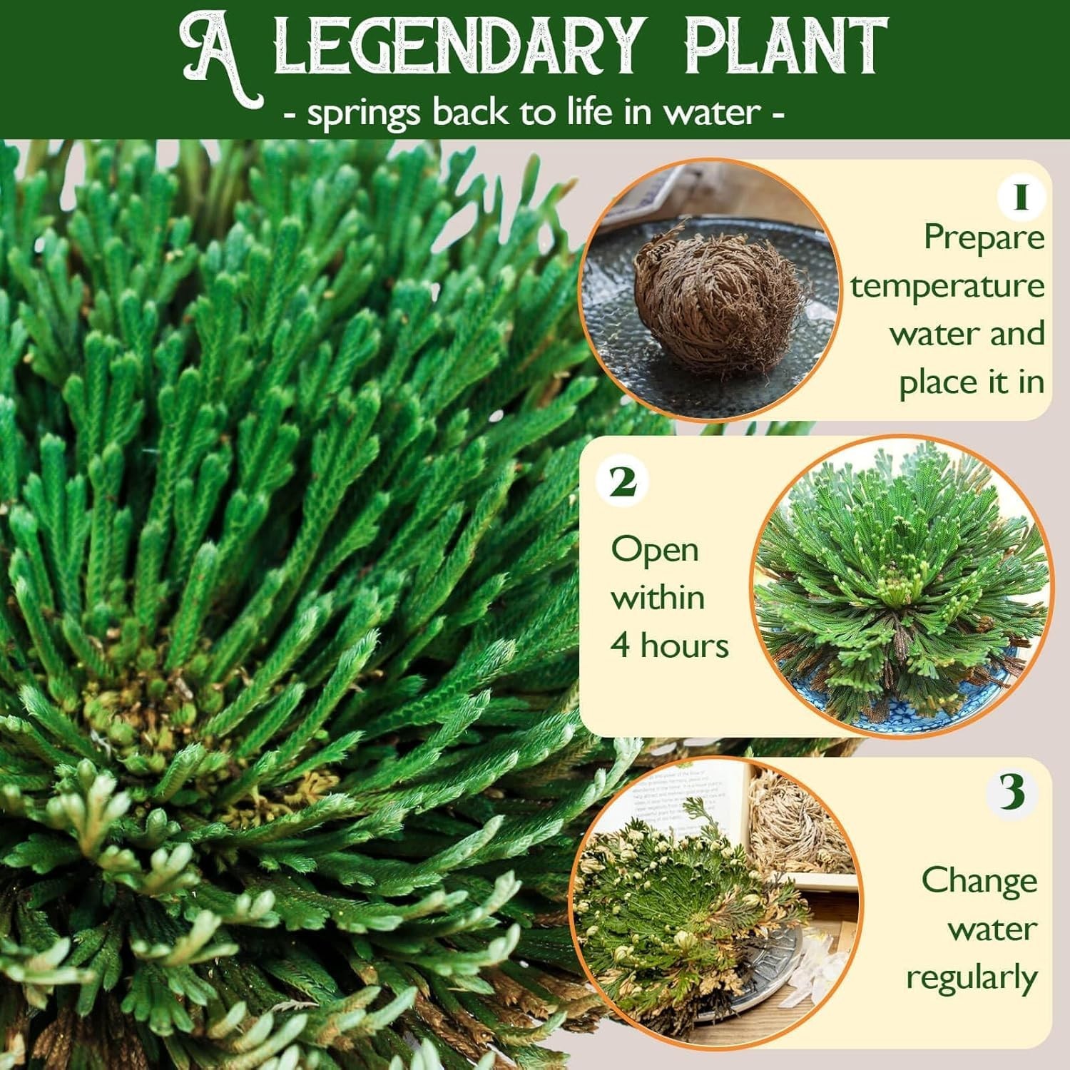 4-Pack Large Premium Dried Rose of Jericho, Selaginella Resurrection 4Pcs