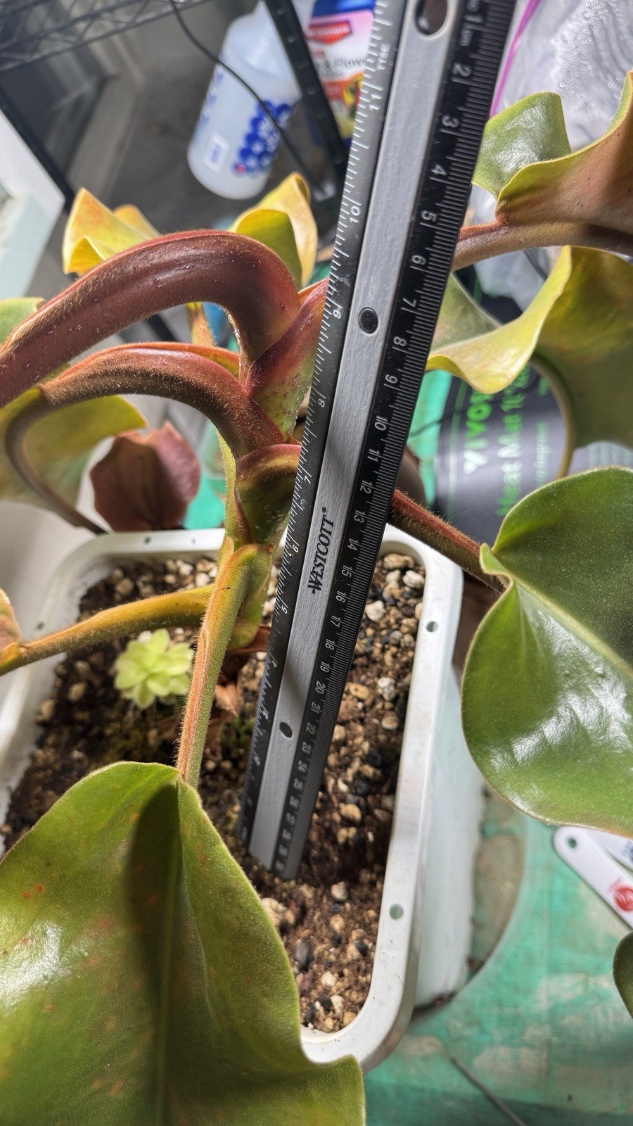 Nepenthes Truncata Highland Reddish Leaves AW Clone 1 Specimen Size Please Read!