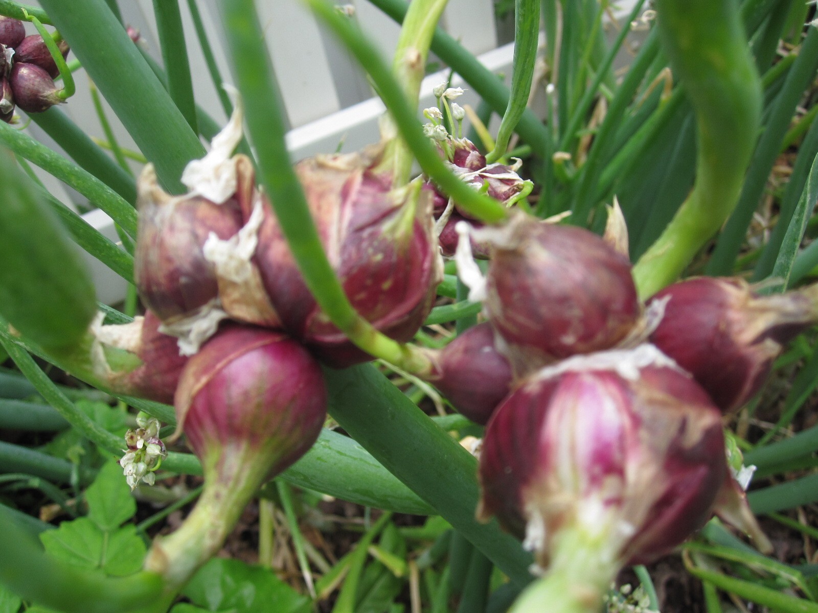 Egyptian Walking Onions Bulbs 5 Jumbo Size Lot Organic Heirloom 2026 Harvest