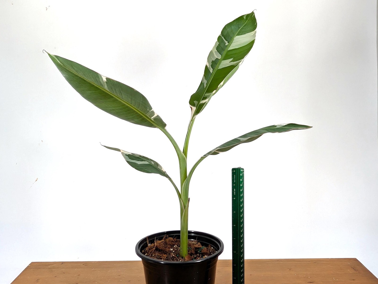 Variegated Musa Florida Banana Tree – Rare Exotic Tropical Indoor Houseplant