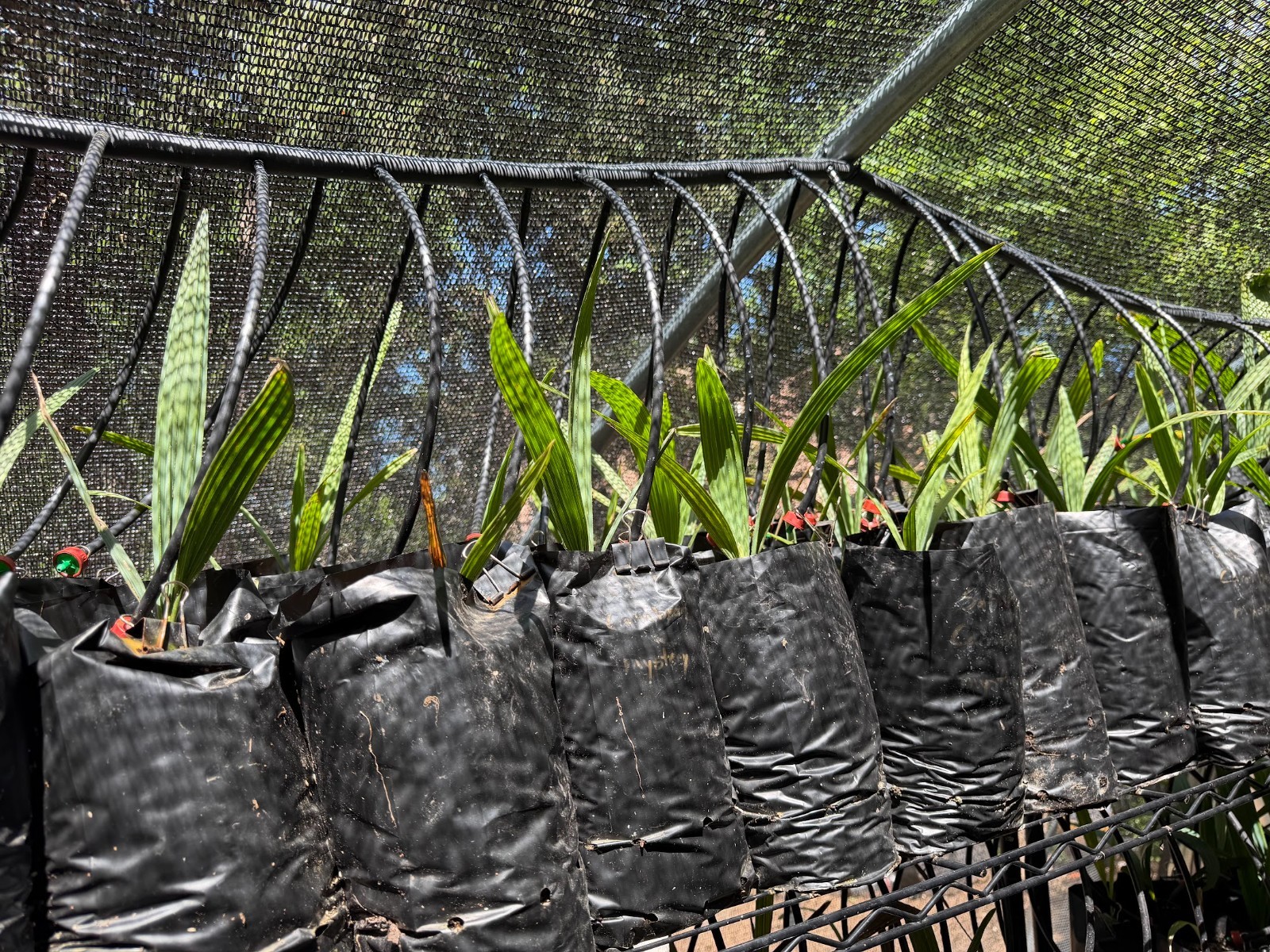 Sabal “carribean mystery” seedlings HUGE parent (rare and hardy!)