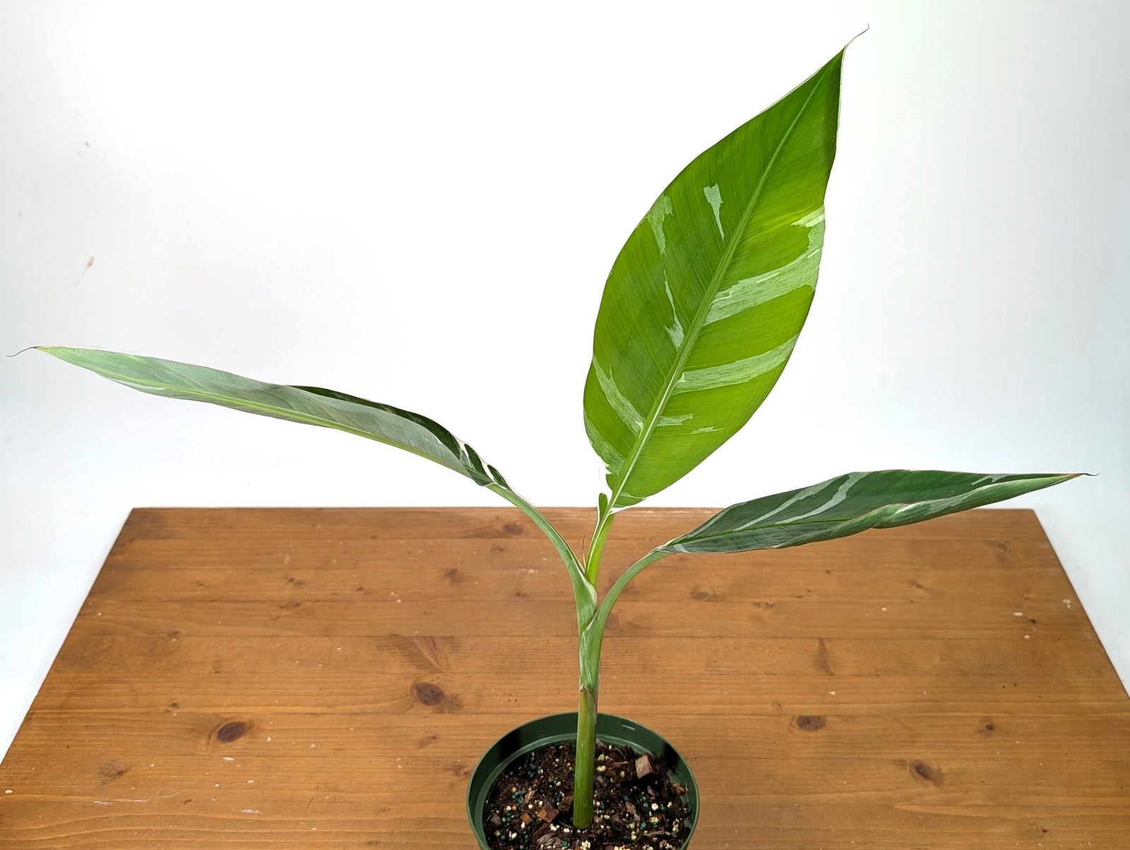 Variegated Musa Florida Banana Tree – Rare Exotic Tropical Indoor Houseplant