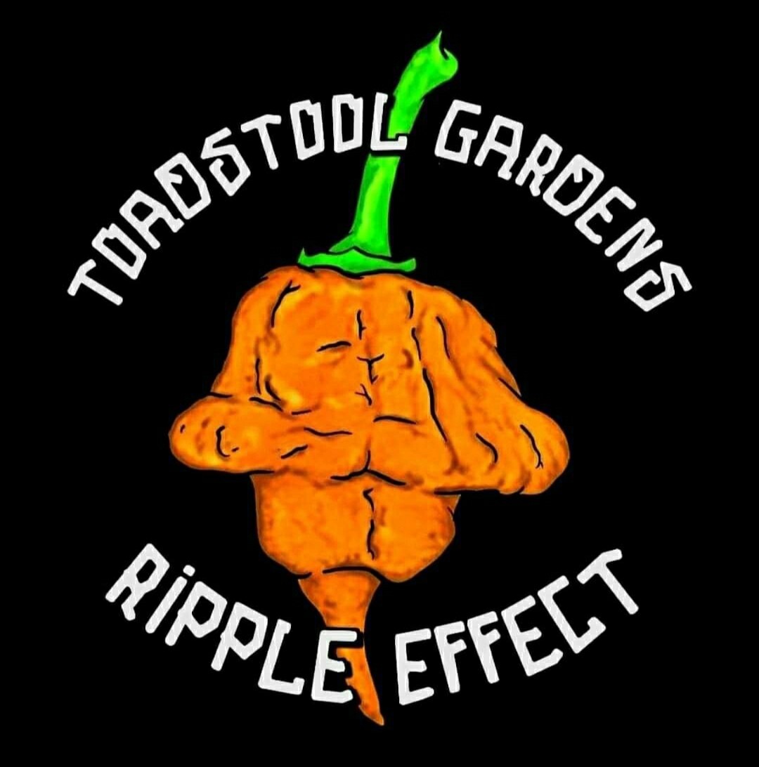 SweetGlo Orange Flesh Watermelon Seeds! Sweet Tropical Melon Flavors! -Tracking-