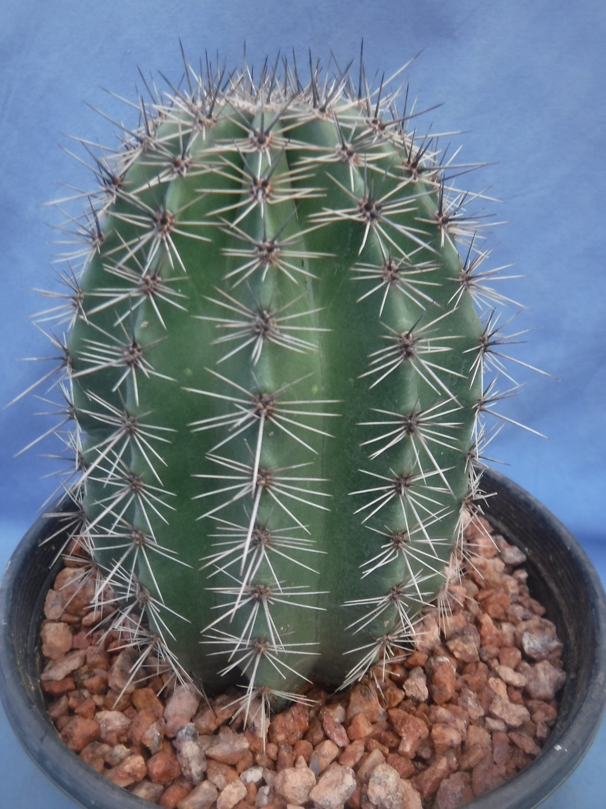 Saguaro Cactus NICE SPINES Carnegiea gigantea Succulent 5″-10″ Tall 8+ Years Old