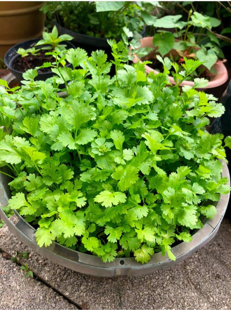 CILANTRO / CORIANDER HERB – 100 Fresh Seeds – FREE Shipping