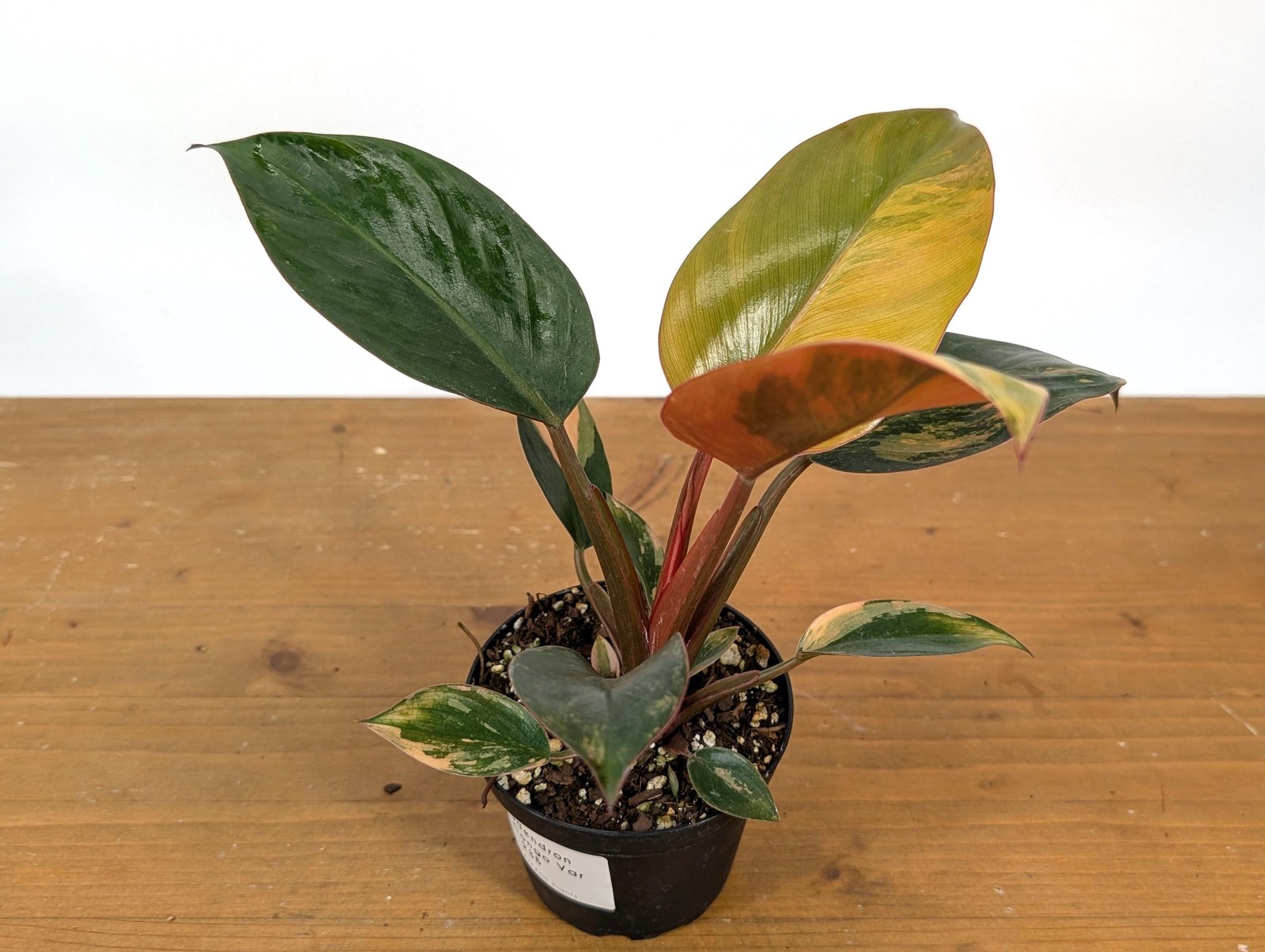 Philodendron Red Congo Variegated Plants | 4″ or 6″ pot