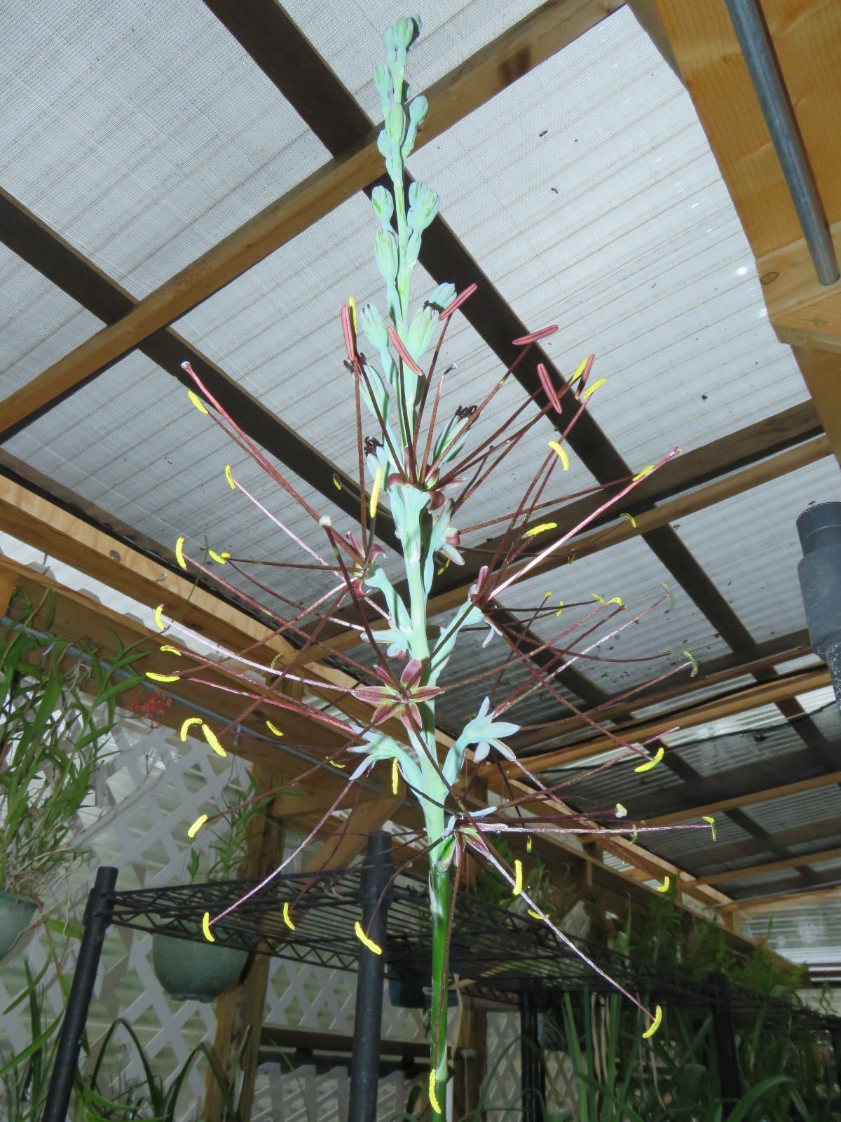 Manfreda (agave) spot, hybrid