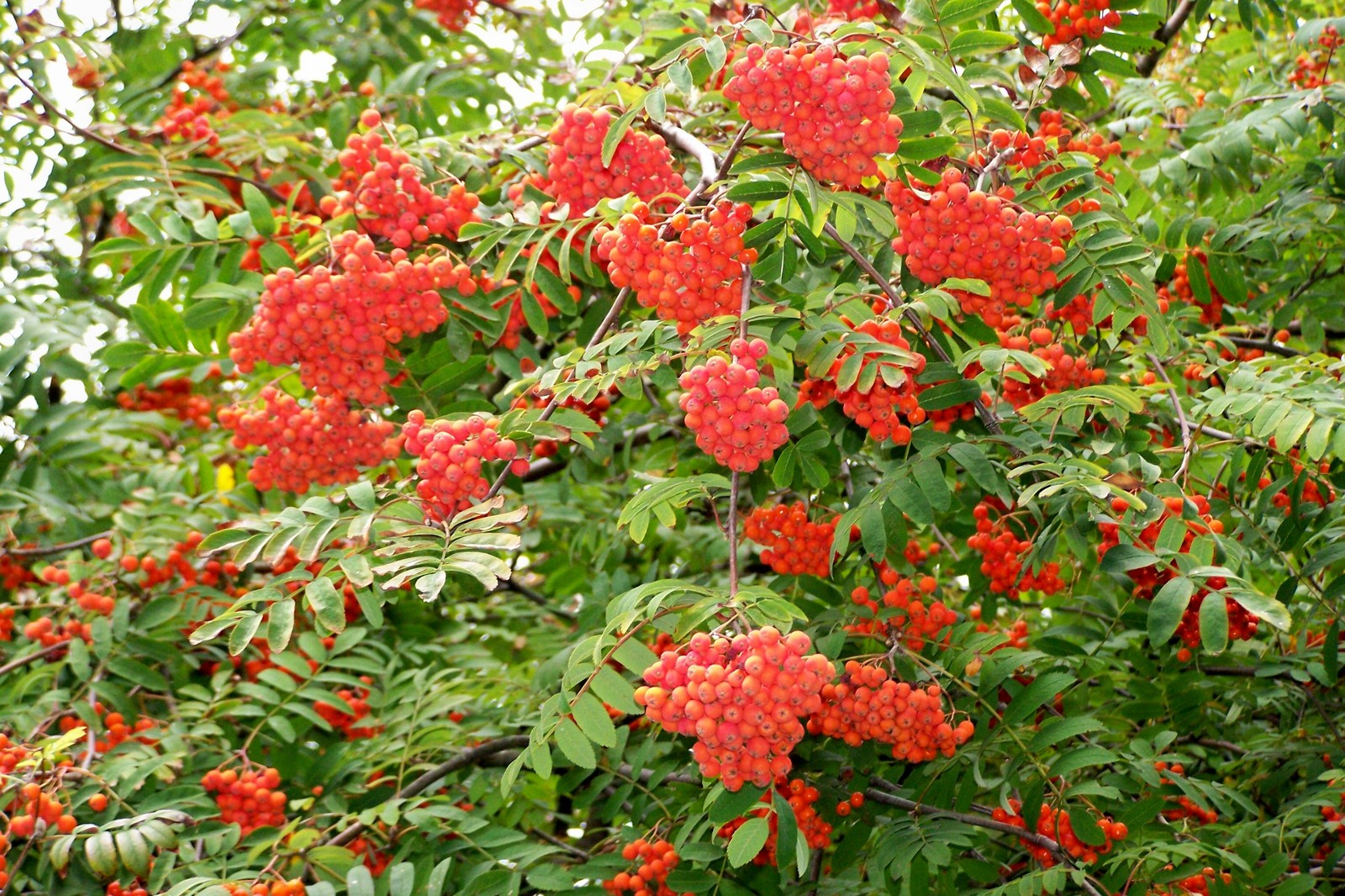 Rowan, (European Mountain Ash), Sorbus aucuparia, Tree Seeds (Fast, Fall Color)