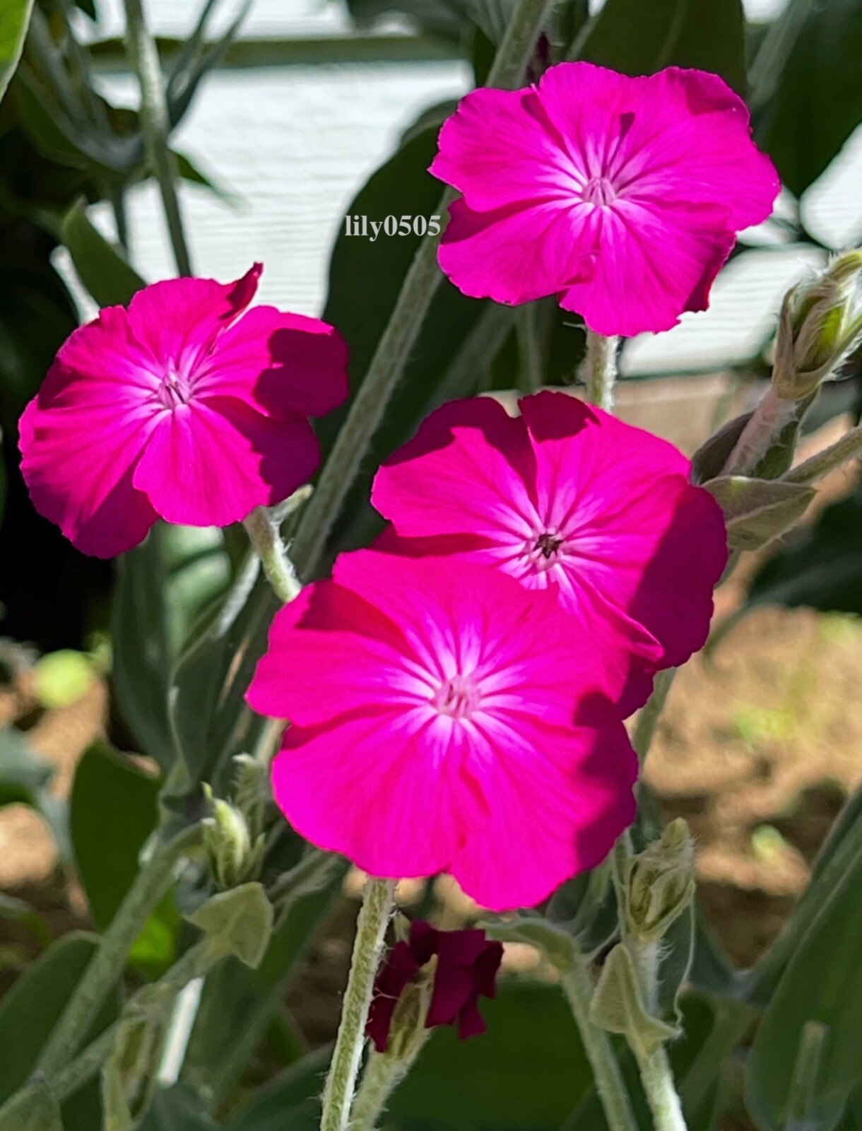Rose Campion Heirloom Lychnis Coronaria Perennial Lot 5 Plants, Free Shipping