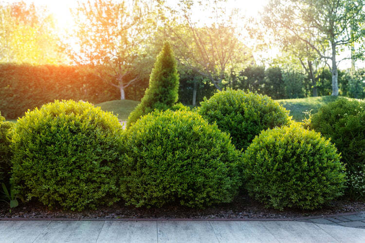 Wintergreen Boxwood Shrub Live Plant 2 In – 1 Gal Pot 4 – 19 Inch Overall Height