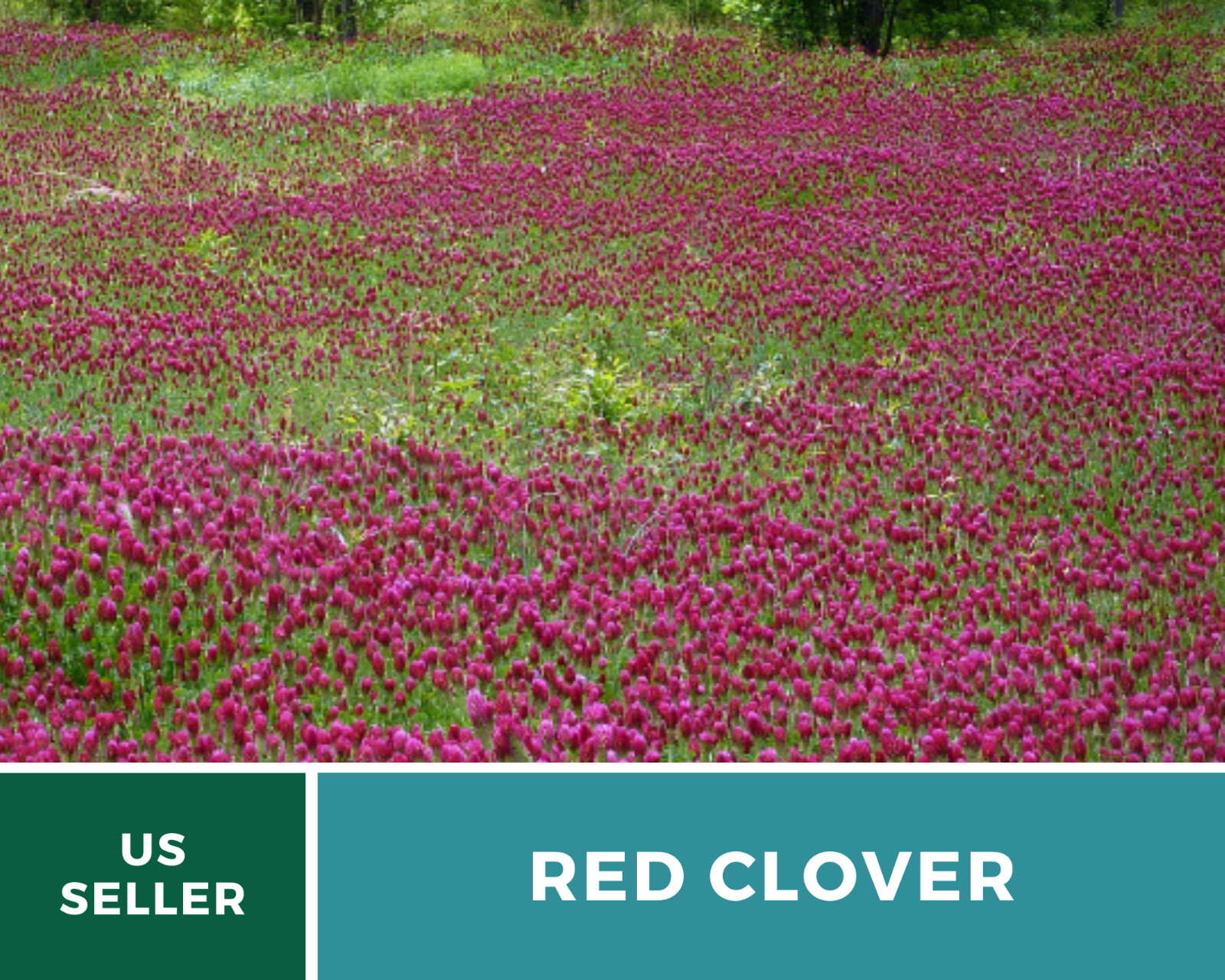 Clover, Red (Trifolium Pratense) Medicinal – 200 Seeds