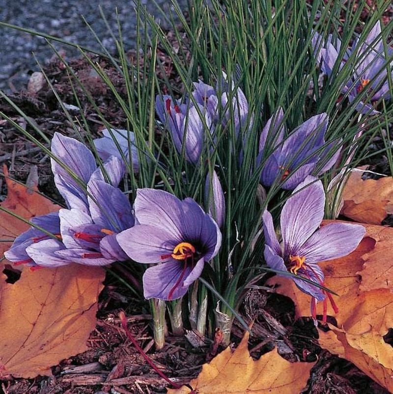 100 PCS Saffron Plant Seeds Non-Gmo Perennial Saffron Crocus Seeds