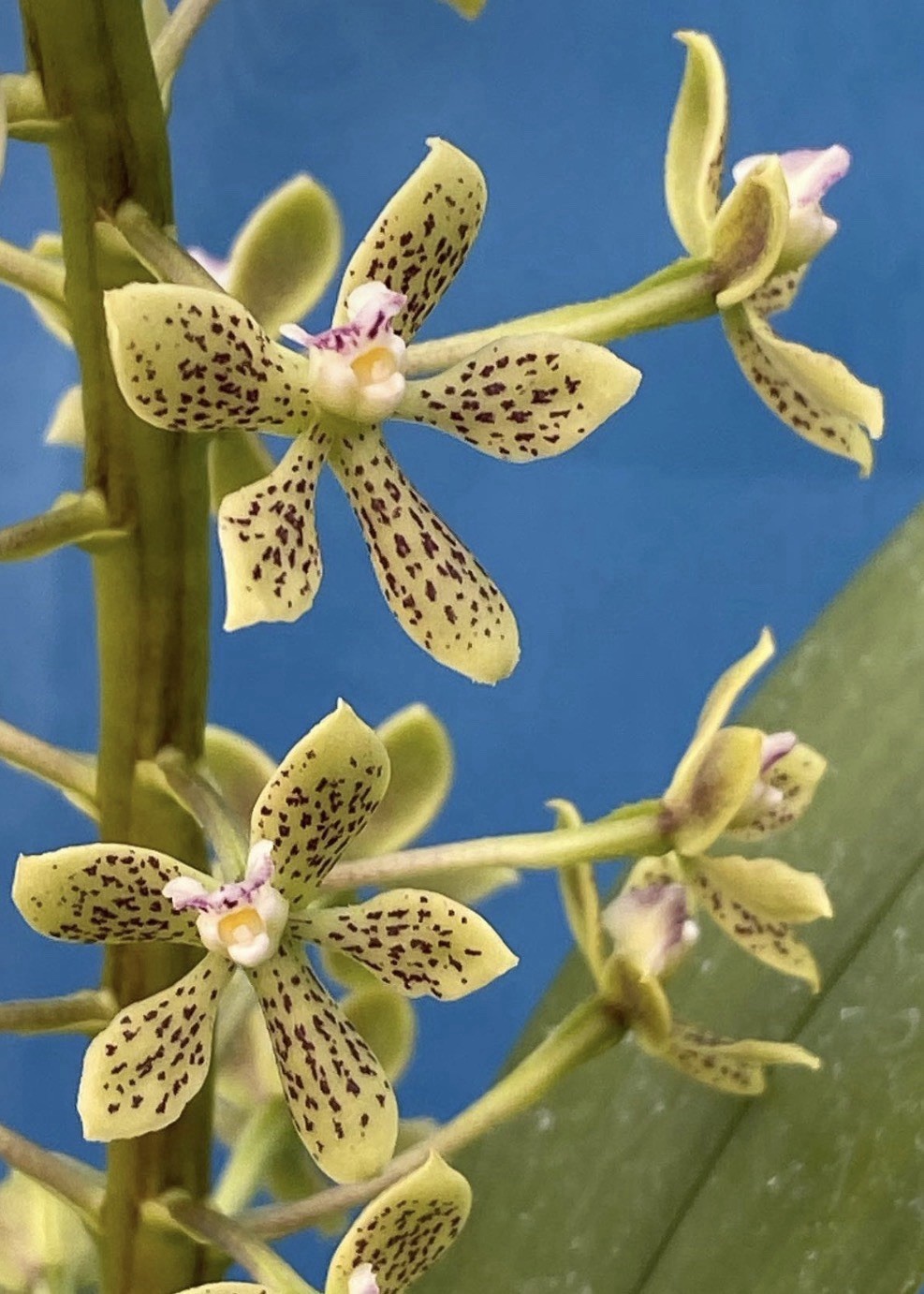 Prosthechea vespa Ivory Green White Fragrant BS Orchid Species 4″ Pot New Growth