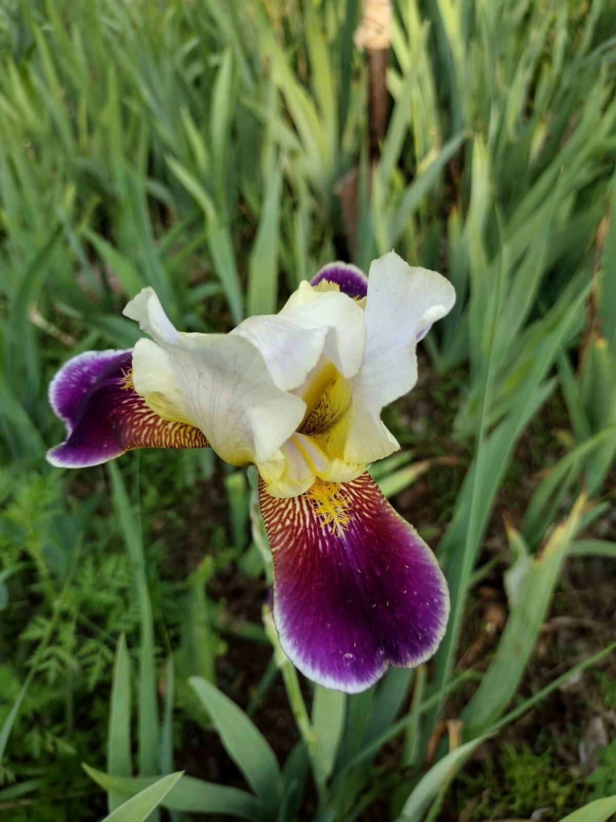 20x FRESH MIXED VARIETIES/COLORS BEARDED IRIS Bulbs/Rhizomes FRESH