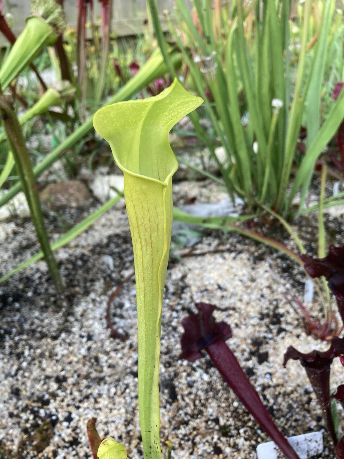 2024 Sarracenia Seed: alata Purple Helmet x alata A25-MK