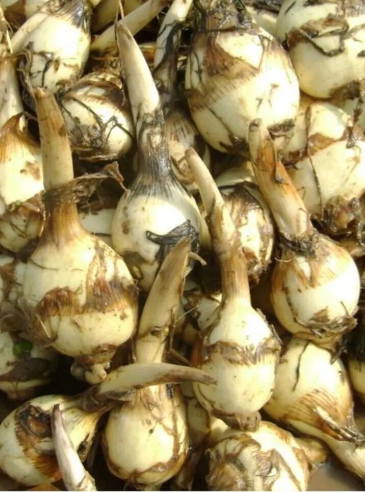 1 Edible Aquatic Broadleaf Arrowhead 茨菇 Sagittaria Latifolia Water Garden Plant