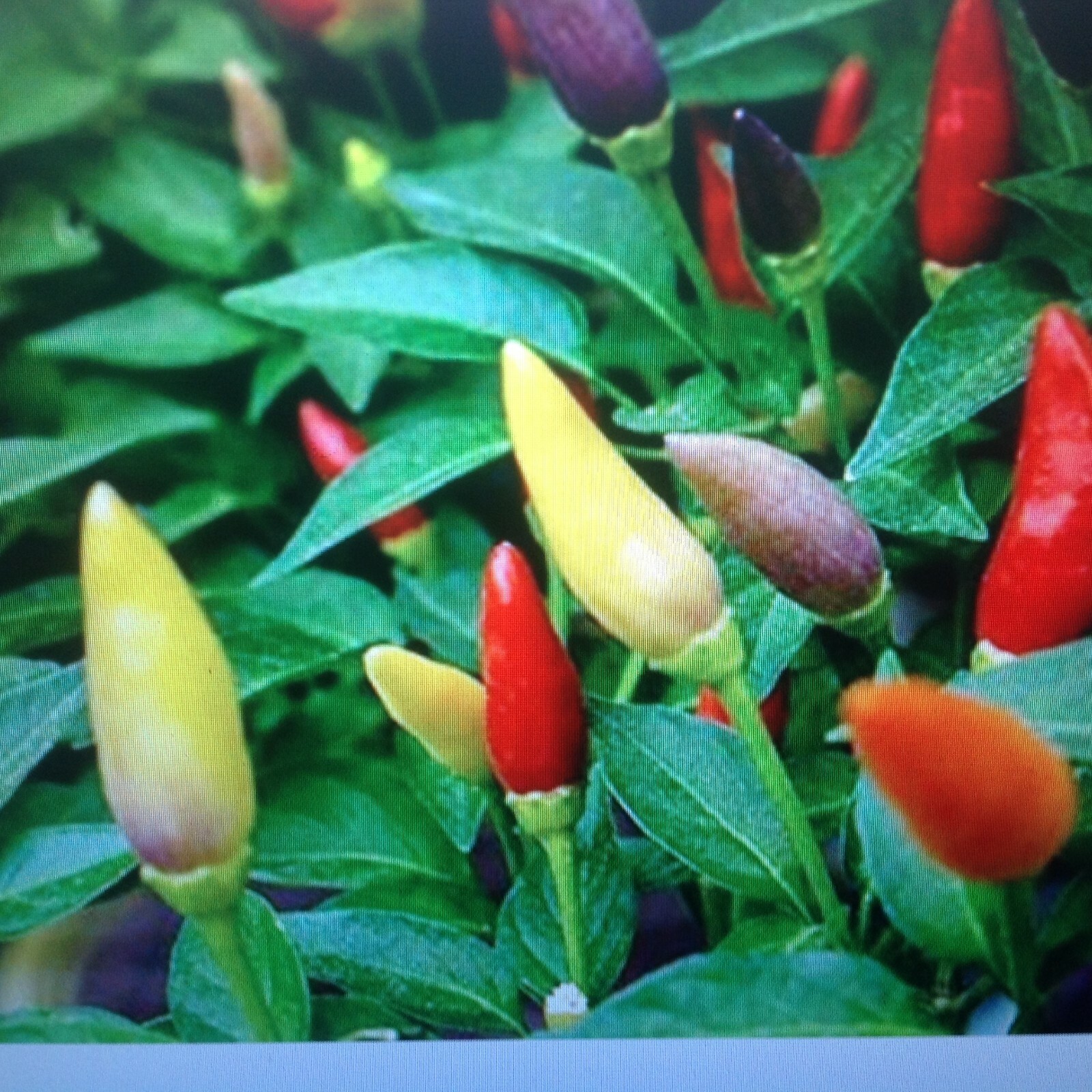 FRESH spicy Ornamental Peppers Easy RAINBOW of COLORS on plant USA 25+ ct seeds