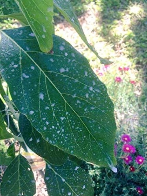 Natural 3 in 1 Plant Guard 1 Pint Green Organic Solution for Sunburn Protection