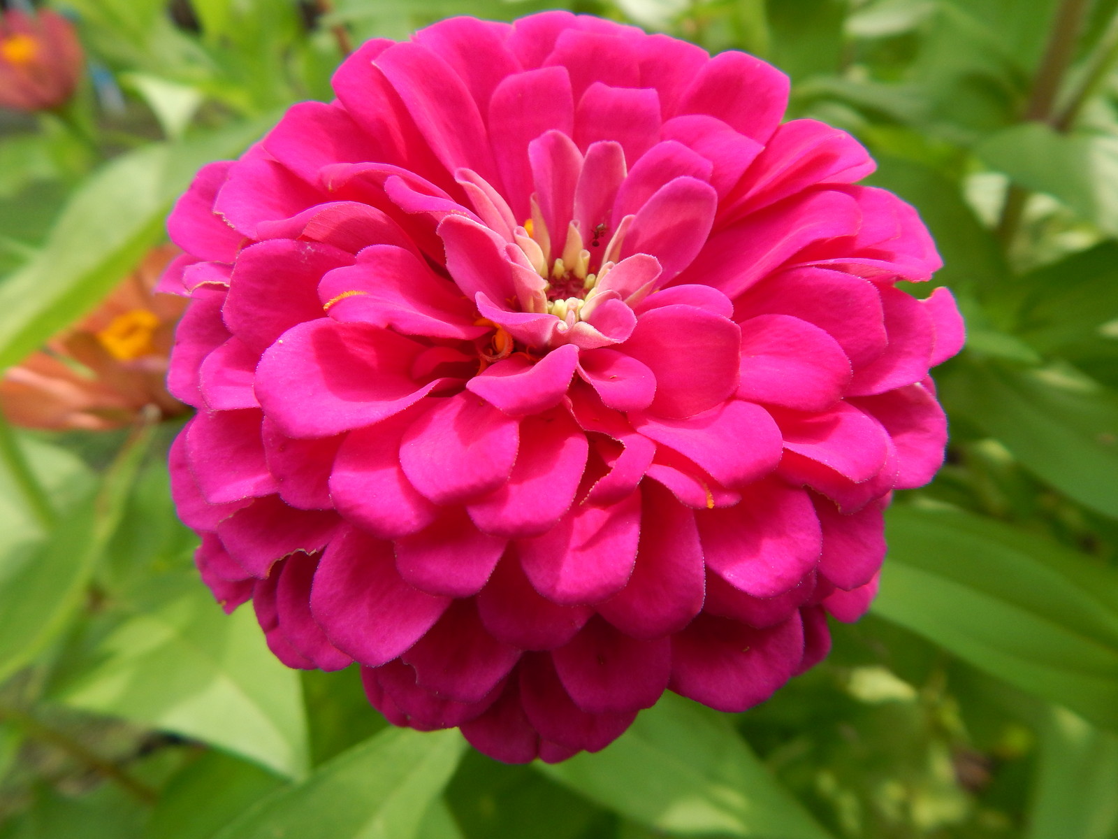 ZINNIA – 50 Fresh Seeds – Mixed Colors – GORGEOUS Blooms!! FREE Shipping